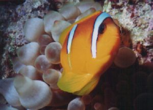Clown Fish at Temple in the Red Sea. Taken on a MM2EX & Y... by Alex Scott 